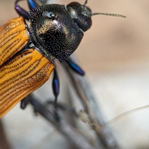 Castiarina subpura at Block 402 - 26 Nov 2023