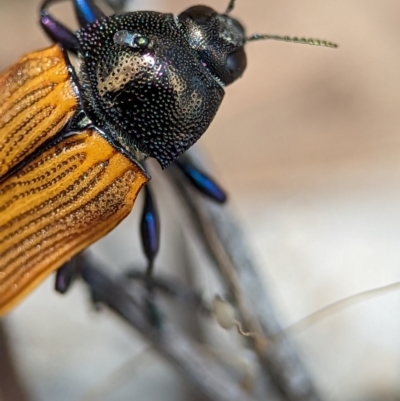 Castiarina subpura (A jewel beetle) at Stromlo, ACT - 26 Nov 2023 by Miranda