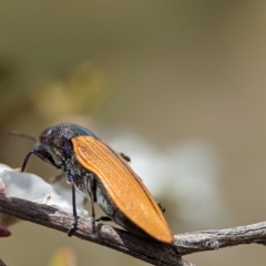 Castiarina subpura at Block 402 - 26 Nov 2023