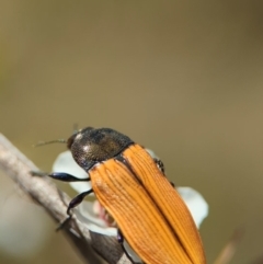 Castiarina subpura at Block 402 - 26 Nov 2023