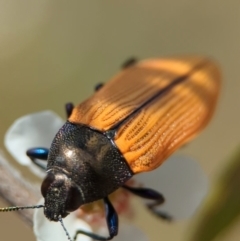 Castiarina subpura at Block 402 - 26 Nov 2023