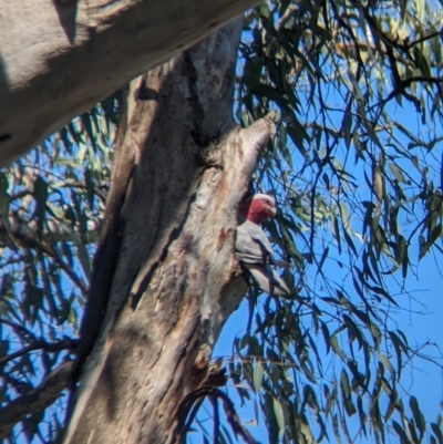 Eolophus roseicapilla (Galah) at Splitters Creek, NSW - 25 Nov 2023 by Darcy