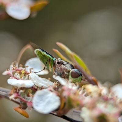 Odontomyia opertanea (A soldier fly) at Stromlo, ACT - 26 Nov 2023 by Miranda