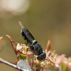 Odontomyia opertanea at Block 402 - 26 Nov 2023