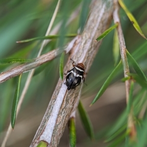 Bathyllus albicinctus at Block 402 - 26 Nov 2023