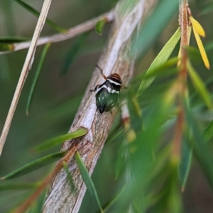 Bathyllus albicinctus at Block 402 - 26 Nov 2023