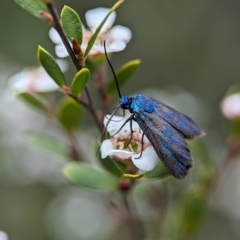 Pollanisus (genus) (A Forester Moth) at Block 402 - 26 Nov 2023 by Miranda
