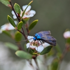 Pollanisus (genus) at Block 402 - 26 Nov 2023