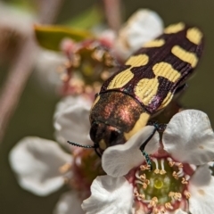 Castiarina decemmaculata (Ten-spot Jewel Beetle) at Stromlo, ACT - 26 Nov 2023 by Miranda