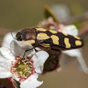 Castiarina decemmaculata at Block 402 - 26 Nov 2023