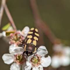 Castiarina decemmaculata at Bluetts Block (402, 403, 12, 11) - 26 Nov 2023