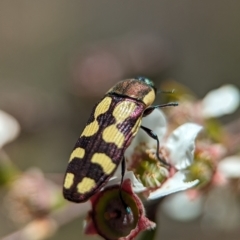 Castiarina decemmaculata at Bluetts Block (402, 403, 12, 11) - 26 Nov 2023