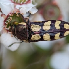 Castiarina decemmaculata (Ten-spot Jewel Beetle) at Block 402 - 26 Nov 2023 by Miranda