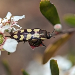 Castiarina decemmaculata at Bluetts Block (402, 403, 12, 11) - 26 Nov 2023