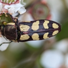 Castiarina decemmaculata at Bluetts Block (402, 403, 12, 11) - 26 Nov 2023