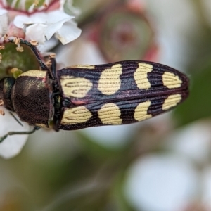 Castiarina decemmaculata at Bluetts Block (402, 403, 12, 11) - 26 Nov 2023