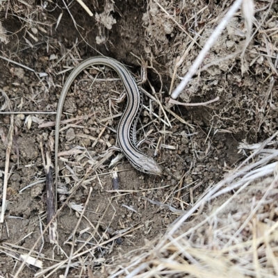 Ctenotus robustus (Robust Striped-skink) at Cooleman Ridge - 24 Nov 2023 by BethanyDunne