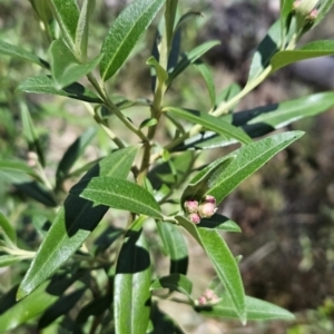 Ozothamnus stirlingii at Namadgi National Park - 18 Nov 2023