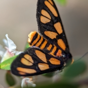 Amata (genus) at Bluetts Block (402, 403, 12, 11) - 26 Nov 2023 01:04 PM