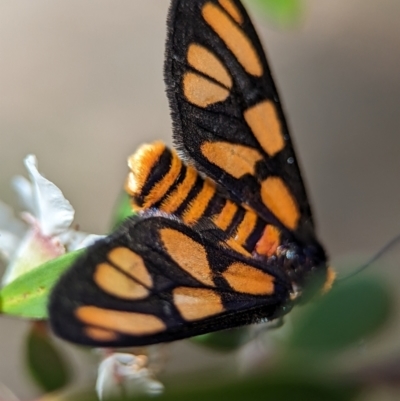 Amata (genus) (Handmaiden Moth) at Stromlo, ACT - 26 Nov 2023 by Miranda