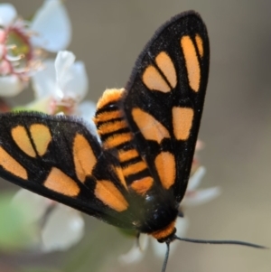 Amata (genus) at Bluetts Block (402, 403, 12, 11) - 26 Nov 2023 01:04 PM