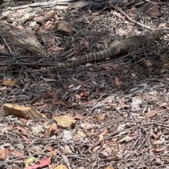 Varanus rosenbergi (Heath or Rosenberg's Monitor) at Bullen Range - 26 Nov 2023 by dwise