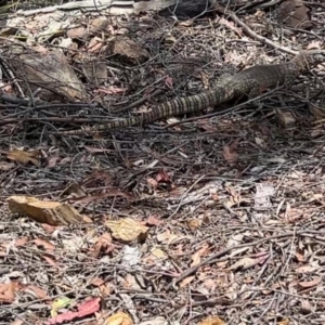 Varanus rosenbergi at Bullen Range - suppressed