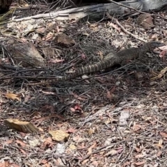 Varanus rosenbergi at Bullen Range - suppressed