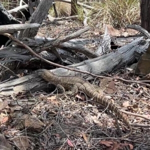 Varanus rosenbergi at Bullen Range - suppressed