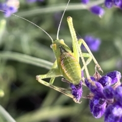 Caedicia simplex at QPRC LGA - 26 Nov 2023