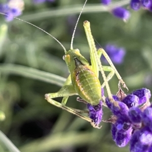 Caedicia simplex at QPRC LGA - 26 Nov 2023