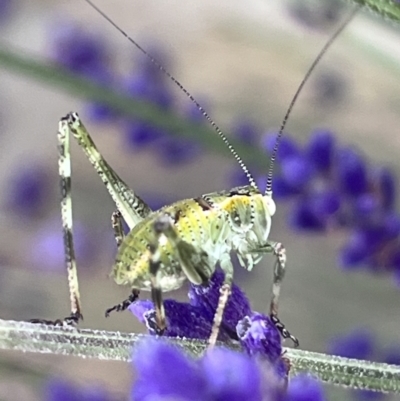 Caedicia simplex (Common Garden Katydid) at QPRC LGA - 26 Nov 2023 by YellowButton