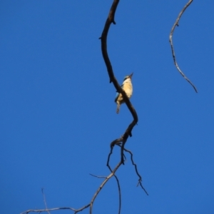 Todiramphus sanctus at Bruce Ridge to Gossan Hill - 26 Nov 2023 05:28 PM