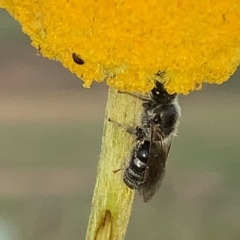 Lasioglossum (Chilalictus) sp. (genus & subgenus) (Halictid bee) at Corrowong, NSW - 26 Nov 2023 by BlackFlat