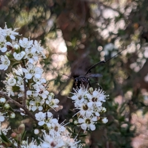 Gasteruption sp. (genus) at Forde, ACT - 26 Nov 2023 06:22 PM