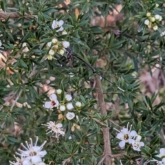 Gasteruption sp. (genus) at Forde, ACT - 26 Nov 2023 06:22 PM