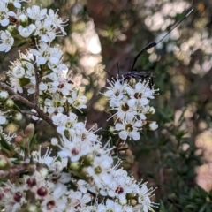 Gasteruption sp. (genus) at Forde, ACT - 26 Nov 2023 06:22 PM