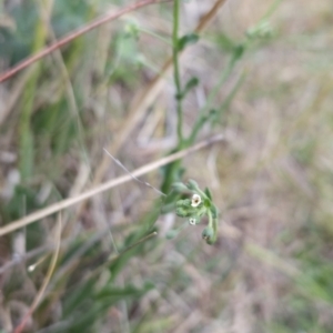 Hackelia suaveolens at Cooleman Ridge - 24 Nov 2023 03:13 PM