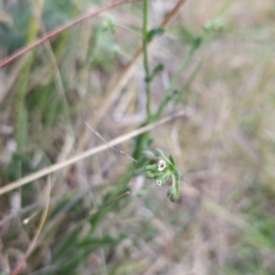 Hackelia suaveolens (Sweet Hounds Tongue) at Cooleman Ridge - 24 Nov 2023 by BethanyDunne