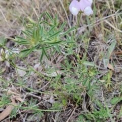 Lotus australis at Cooleman Ridge - 24 Nov 2023 03:00 PM