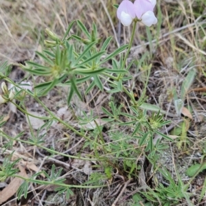 Lotus australis at Cooleman Ridge - 24 Nov 2023 03:00 PM