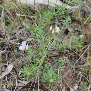 Lotus australis at Cooleman Ridge - 24 Nov 2023 03:00 PM