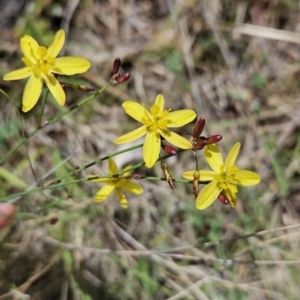 Tricoryne elatior at Cooleman Ridge - 26 Nov 2023 12:00 PM