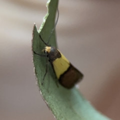 Hemibela hemicalypta (A Concealer moth) at City Renewal Authority Area - 26 Nov 2023 by Hejor1
