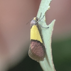 Hemibela hemicalypta at City Renewal Authority Area - 26 Nov 2023 06:09 PM