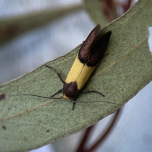 Hemibela hemicalypta at City Renewal Authority Area - 26 Nov 2023