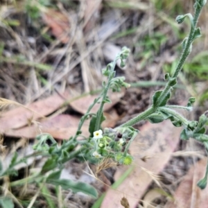 Hackelia suaveolens at Cooleman Ridge - 26 Nov 2023