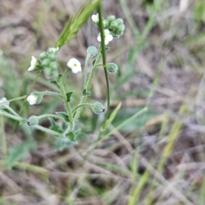 Hackelia suaveolens (Sweet Hounds Tongue) at Cooleman Ridge - 26 Nov 2023 by BethanyDunne