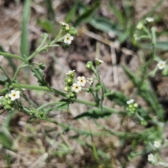 Hackelia suaveolens (Sweet Hounds Tongue) at Cooleman Ridge - 26 Nov 2023 by BethanyDunne