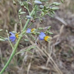 Dianella sp. aff. longifolia (Benambra) at Cooleman Ridge - 26 Nov 2023